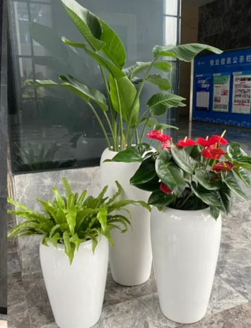 慈溪绿植摆放技巧-奉化绿植租赁选择-奉化花木租摆位置-奉化花卉租摆租金价格